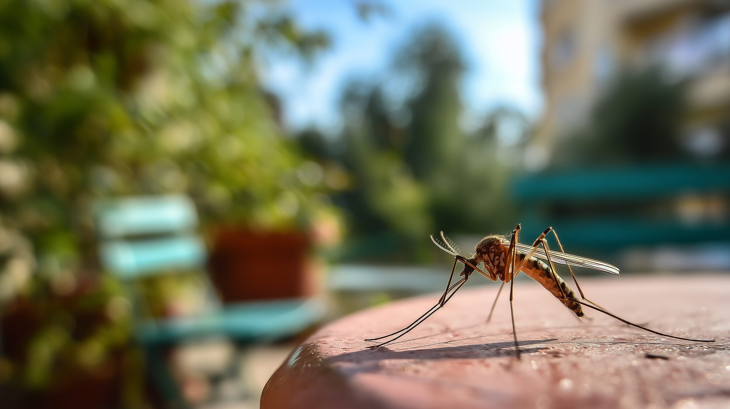 Moustique en gros plan sur une terrasse de jardin baignée de soleil